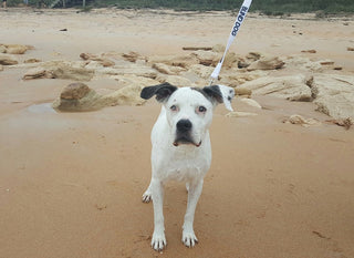 National Rescue Dog Day