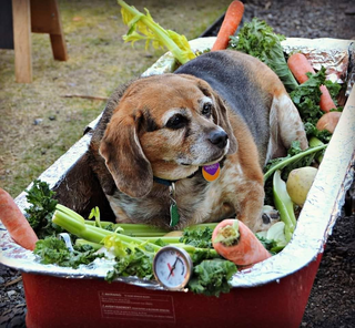 Atlanta's Cutest Dog Costume Contest Is Back! 🎃