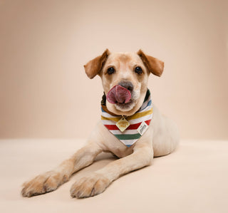 Frontier Dog Bandana: S