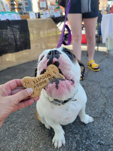   Beans, an english bulldog, eating a branded dog bone 