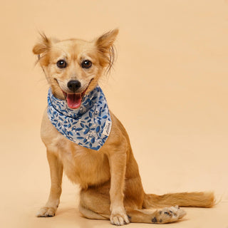 Blue Berry Dog Bandana: M