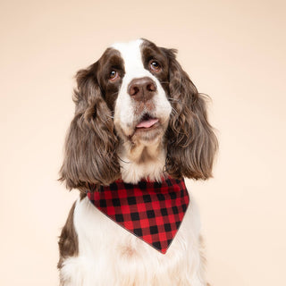 Whiskey Dog Bandana: L