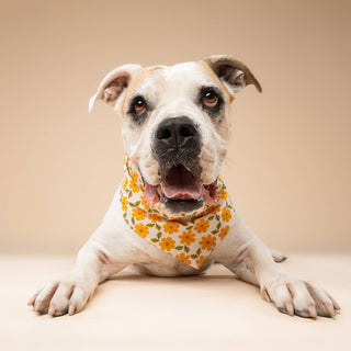 Marigold Dog Bandana: L