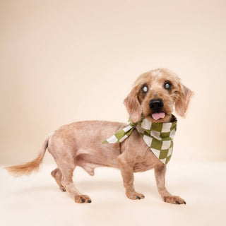Checkmate Dog Bandana: M