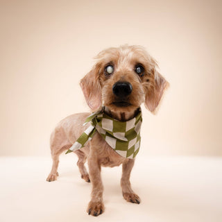 Checkmate Dog Bandana: L
