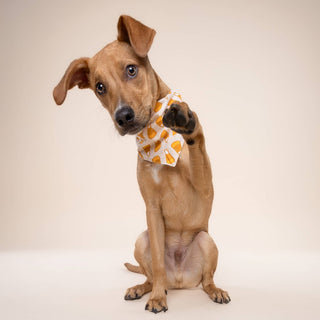 Candy Corn Dog Bandana : M