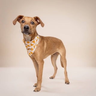 Candy Corn Dog Bandana : L