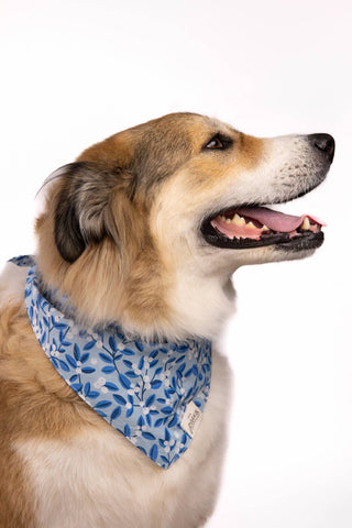 Blue Berry Dog Bandana: M
