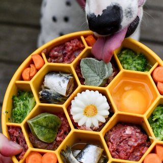 Honeycomb Design eBowl Enrichment Slow Feeder Bowl for Dogs: