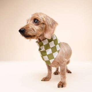 Checkmate Dog Bandana: L
