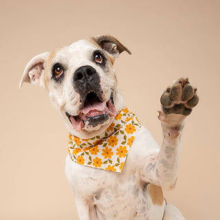 Marigold Dog Bandana: L