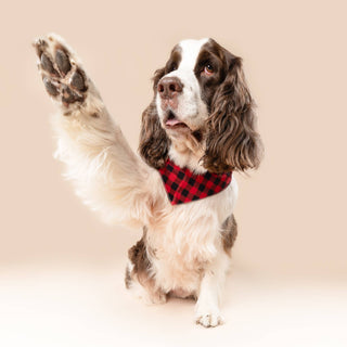 Whiskey Dog Bandana: L