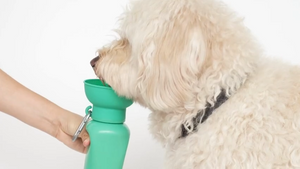 Dog Travel Water Bottle | Flip 20 oz