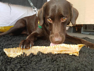 Dehydrated Beef Trachea Chew Treat for Dogs